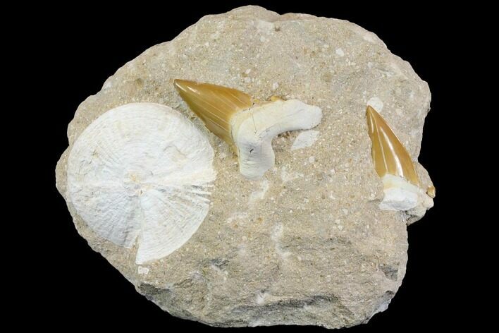 Two Very Large Otodus Shark Teeth in Rock - Morocco #143930